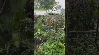 Parrot in the Rain, Ecuador