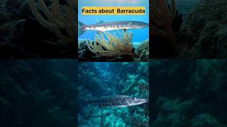 Facts about Barracuda