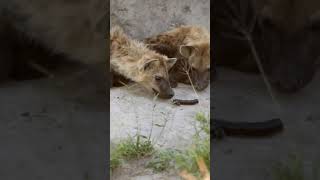 Hyenas Sniff The Millipede