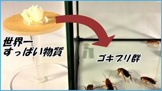 蟻戦争Ⅲ＃184 世界で一番すっぱい「クエン酸」をゴキブリに与えたら、味覚がぶっ壊れる結果になった・・・！  編～The most sour cockroach in the world～