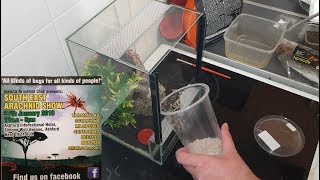 Rehousing My South East Arachnid Show Tarantula Pickups