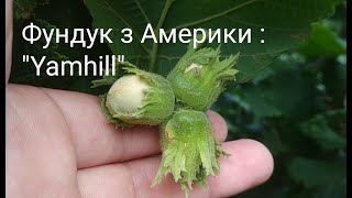 Фундук з Америки, сорт Ямхілл " Yamhill”. Кущ 3 рік від посадки!!! Привитий "Ведмежий горіх"