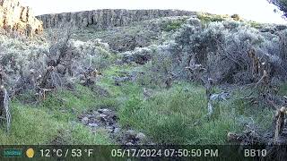 Mountain Cottontail Enjoying Fruits of Mesic Restoration