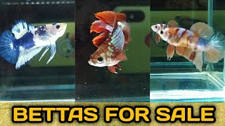 bettas for sale | best price | Quality base amount | Trichy aquatics