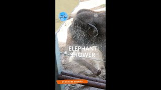 Young Elephant Taking A Shower #shorts