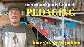 Sekarang saya sudah tau jenis kelinci pedaging