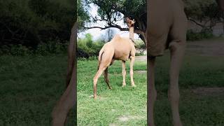 شام کے ٹائیم اونٹ #camel #shorts