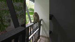 Thailand, Krabi, Railay beach #monkeys #monkey #funnyvideo #funny #thailand #таиланд #тай #краби