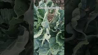 cultivo de repollo#campo #agriculture #agro #agronomia #regionalmexicano #music