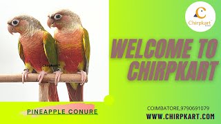 PINEAPPLE CONURE PAIR || SMALL SIZE CONURE BIRDS || RED FACTOR || CHIRPKART || COIMBATORE.