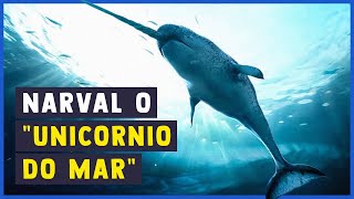 TOP 7 Curiosidades sobre o Narval #curiosidade #naval