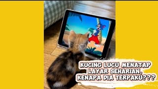 Kucing lucu menatap layar seharian, kenapa dia terpaku??? 🙀