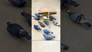 Pigeon trap easy work 100% | bird trap in flock | all bird trap using Birds cage #shorts