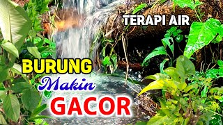 TERAPI AIR, Burung Malas Bunyi Kembali Gacor, Suara Air Terapi Burung