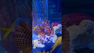 Butterfly Fish #aquarium #shorts