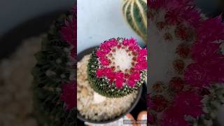 4 cactos que não param de florir #floraçãocacto