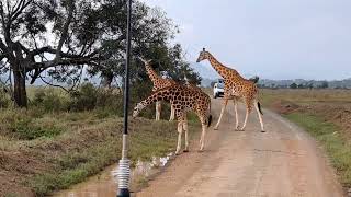 Giraffe Rhino & Hippopotamus From Masai Mara