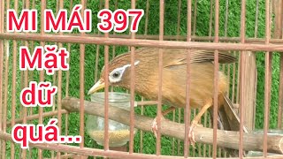 397| Họa Mi Mái cực đẹp đầu bằng, mắt đóng cao mặt dữ, 6 tháng hộc, chuẩn chim sạch... #0374961666