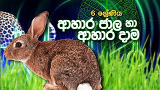 ආහාර ජාල හා ආහාර දාම - 05 ශ්‍රේණිය - (පරිසරය)