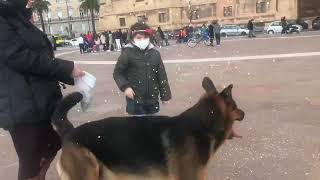 Cane di quartiere Max , gioca con i coriandoli di Nancy