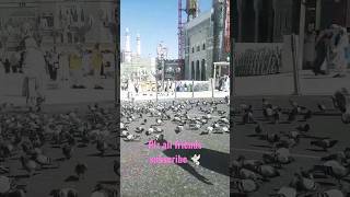 Pegions ||Masjid Al Haram ||#ytshort |#shortsvideo |🕊🕋