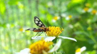 Skipper feeding on bidens flower #2