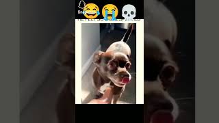 #dog #funnyvideo #fyp