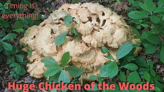 Huge Chicken Of the Woods mushroom, timing is everything!