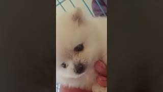 Love all cute baby dog pomeranian #babyshorts #baby #babygirll #cute #cuteanimal