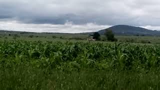 The maize 🌽 and beans plants well growing. pests well controlled during this rainy season.