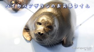 《鳥羽水族館》バイカルアザラシのお食事タイム