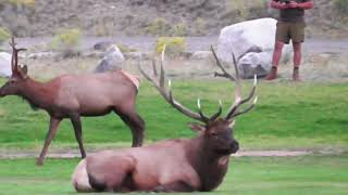 Bull Elk Bugling in Yellowstone National Park. Best place to find elk. Sighting of unicorn #ynp