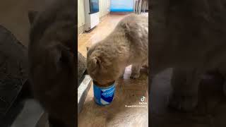 Беларускую сгущёнку любят даже 🐈 котики...