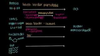 Small Intestine 2: Digestion