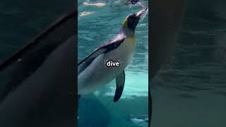 Penguin Deep Dives 🌊 Record-Breaking Animal!