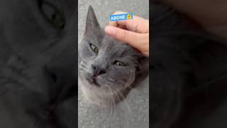 yukarı bak deyince nasıl bakıyor sokakta cins kedi denk geldi huyu cins değil 🤗 çok sevecen bir kedi