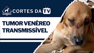 Cortes da TV - Tumor venéreo transmissível (TVT)