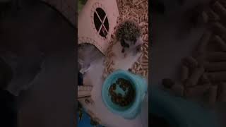 Ежемать с ежатками🥰🤗😝 #cute #hedgehog #animalfunny #cuteanimals #funnypet #ежик #funnyanimal