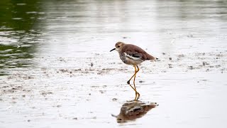 White-tailed Lapwing at RSPB Blacktoft Sands, 17th October 2021