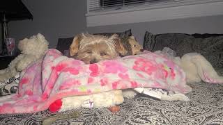 Sweet dreams Rylie loves you: #goodnight #yorkies #viralvideo #Rylie