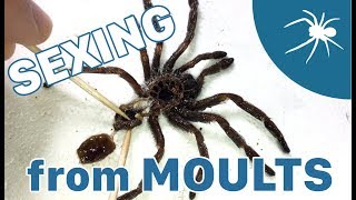 Sexing tarantulas & South East Arachnid Show 2018