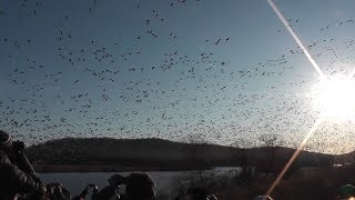 Middle Creek Wildlife Management Area - Snow Geese!