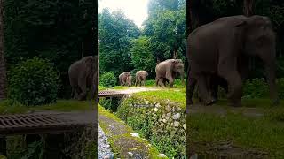 elephant herd #wildpredator #elephantnature #wildlife #forestelephant #elephantnaturalsounds #nature