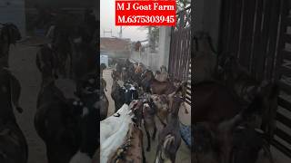 Pregnant bakriya and bache vali bakriya live stock visit M J Goat Farm Ajmer 6375303945