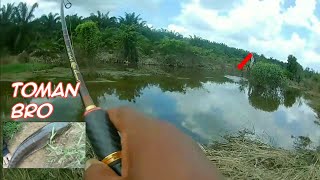 MANCING IKAN GABUS DIA PALAH DAPAT TOMAN BESAR