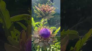 This is what an Artichoke flower looks like!!!! What an insane flower 🤯 #artichoke #weirdflowers