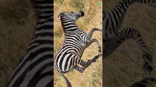 Botswana’s Pride: Zebras in Action | #botswana #zebra #shorts