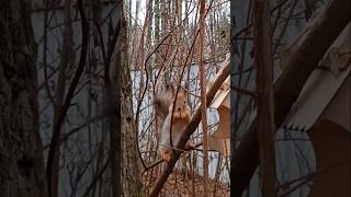 Бусинка завтракает 🌳🌲🍂🍁😋🌰🐿❤🤗😊 #белка #белочка #squirrel #дружба #любовь #лесныежители #лес #природа