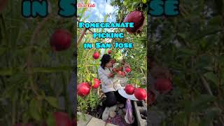 Harvesting sweet pomegranates in the US - hái LỰU đỏ mỏi tay ở Mỹ #shorts