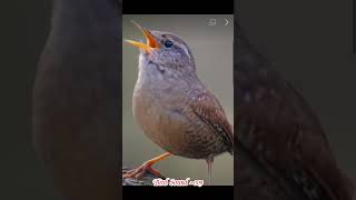 Bird Sound ~Troglodytes Troglodytes For Relax & Joy